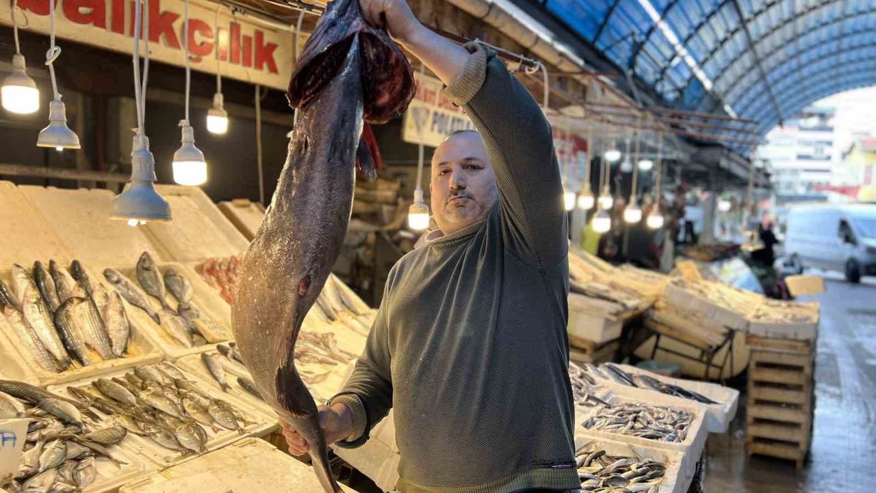 Mersin'de 1,5 metrelik ve 25 kg ağırlığında nadir Atlas balığı tezgahta