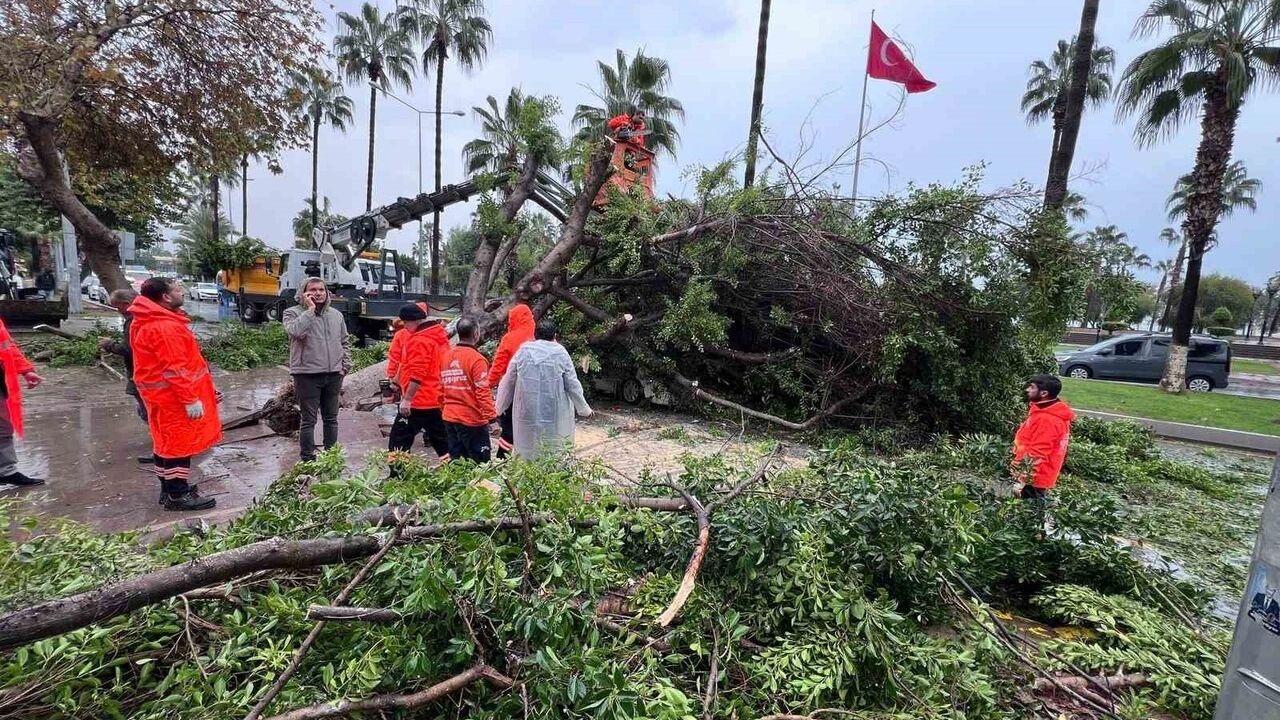 Mersin'de devrilen ağaç 3 araca zarar verdi