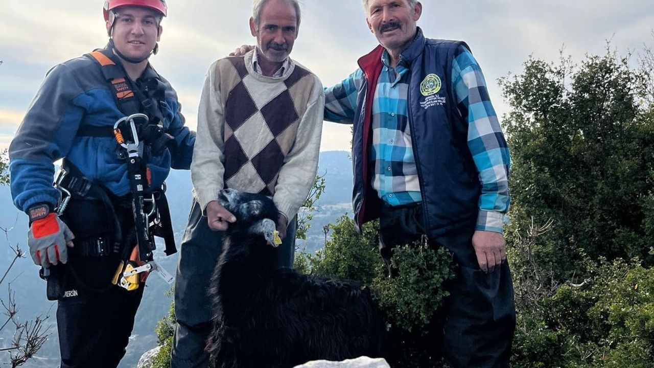Mersin'de kayalıklarda mahsur kalan 2 keçi kurtarıldı