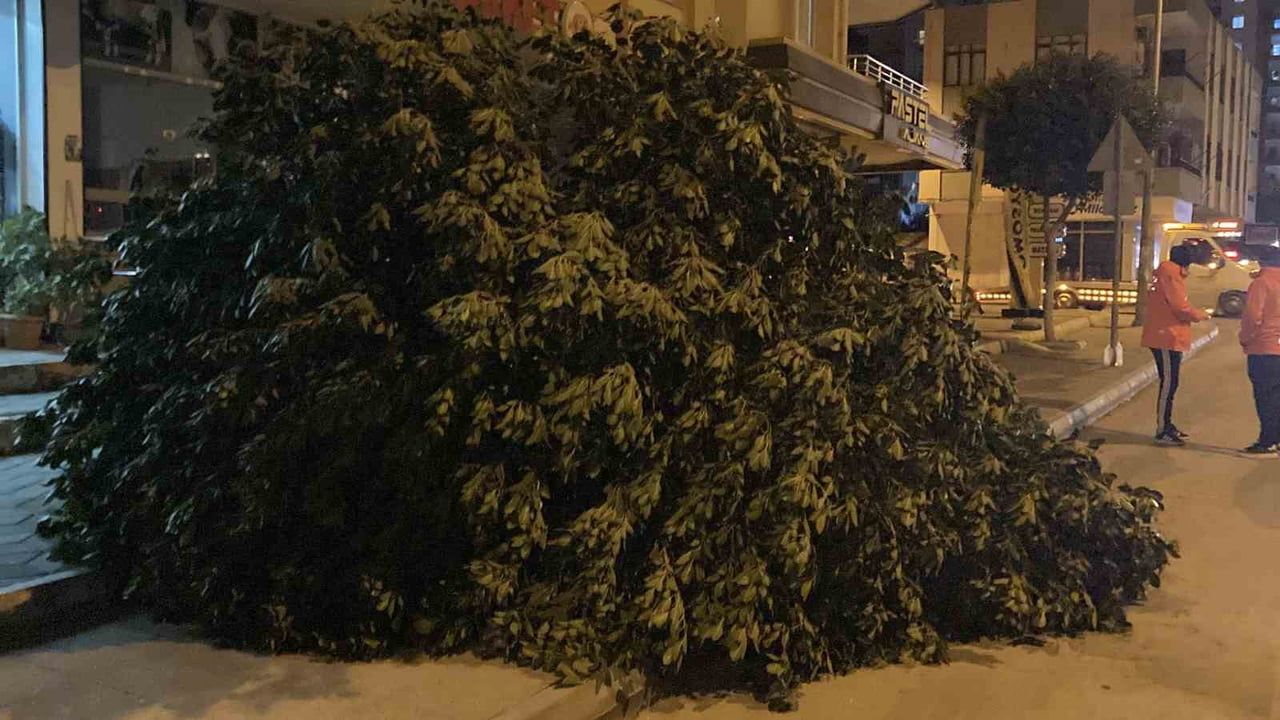 Mersin Erdemli'de kuvvetli rüzgar ağaçları devirdi