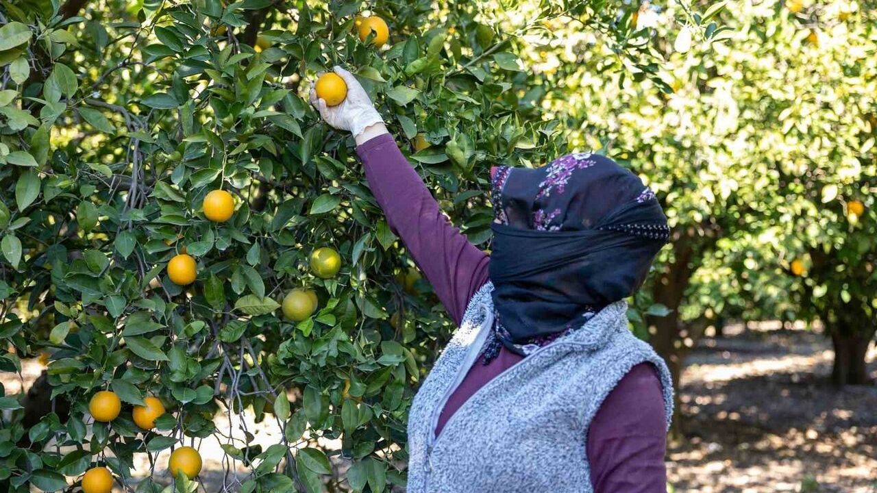 Mersin kan portakalı Avrupa tesciline hazırlanıyor