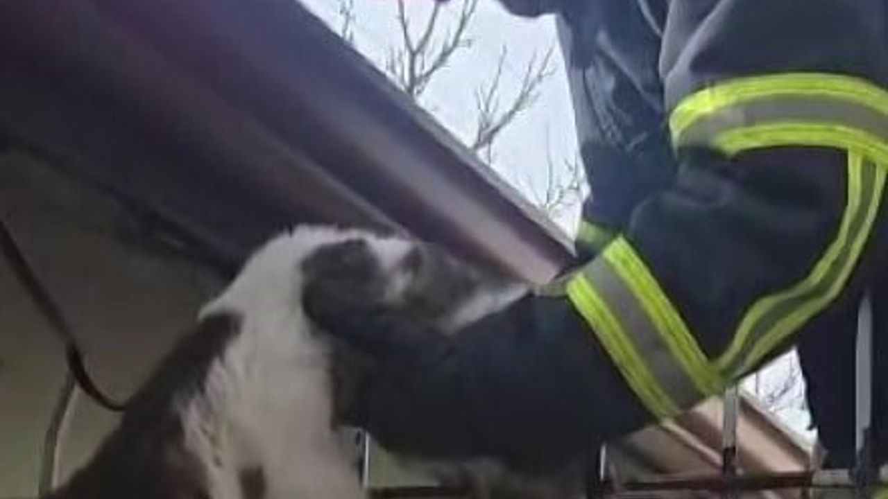 Merzifon'da demir korkuluğa saplanan kedi itfaiye tarafından kurtarıldı