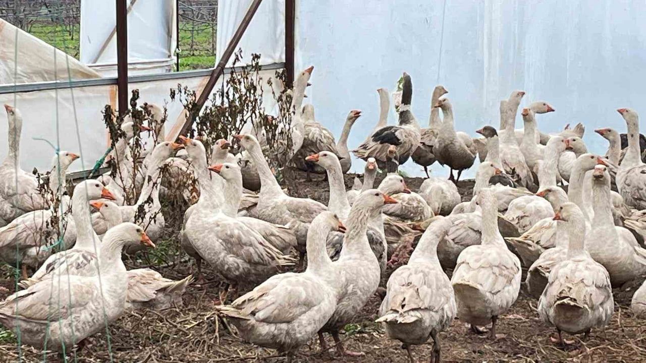 Meyve bahçelerinde yabani otla mücadelede kaz uygulaması başlatıldı