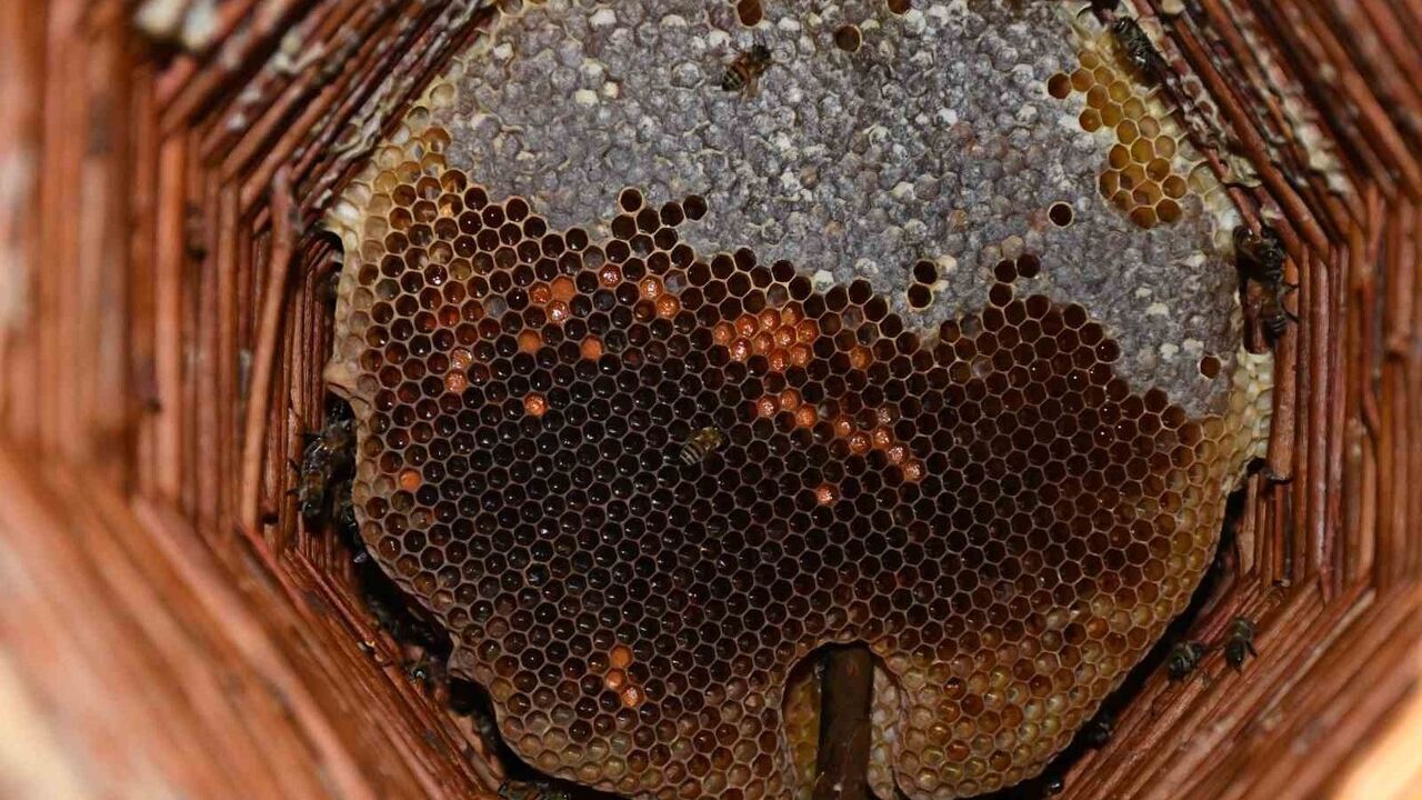 Misafir odasını bal arılarına ayırdı — Beytüşşebap'ta geleneksel kışlama