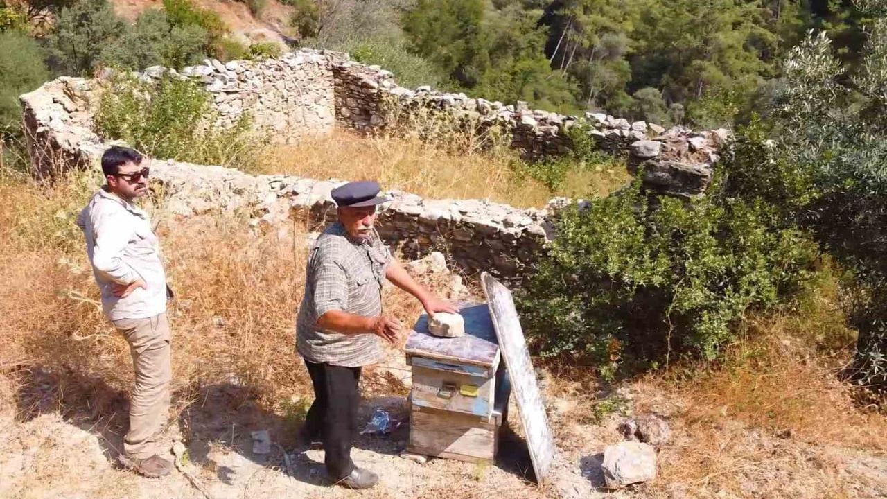 Muğla'da Arı Avluları Yangın Sonrası Yeniden Canlanıyor