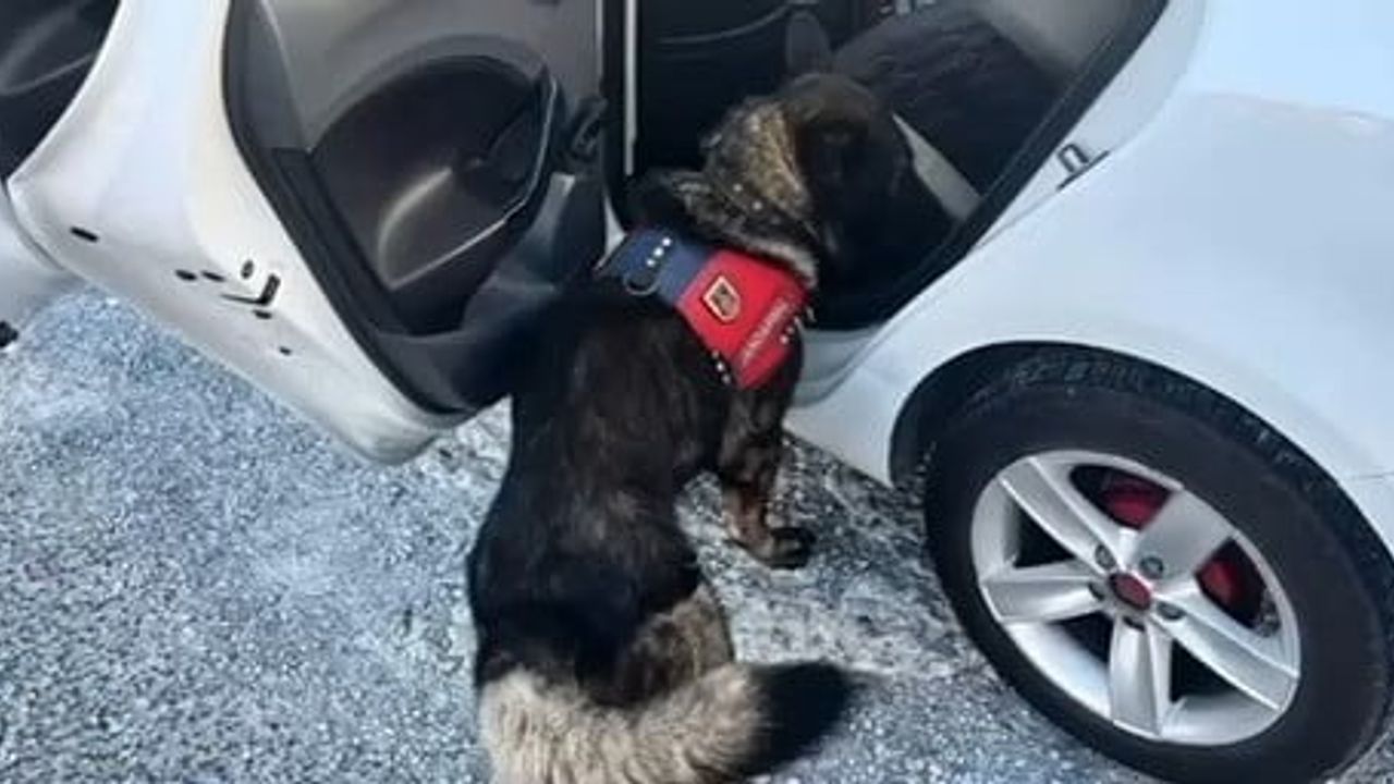 Muğla'da jandarma bir haftada 80 kişi yakaladı