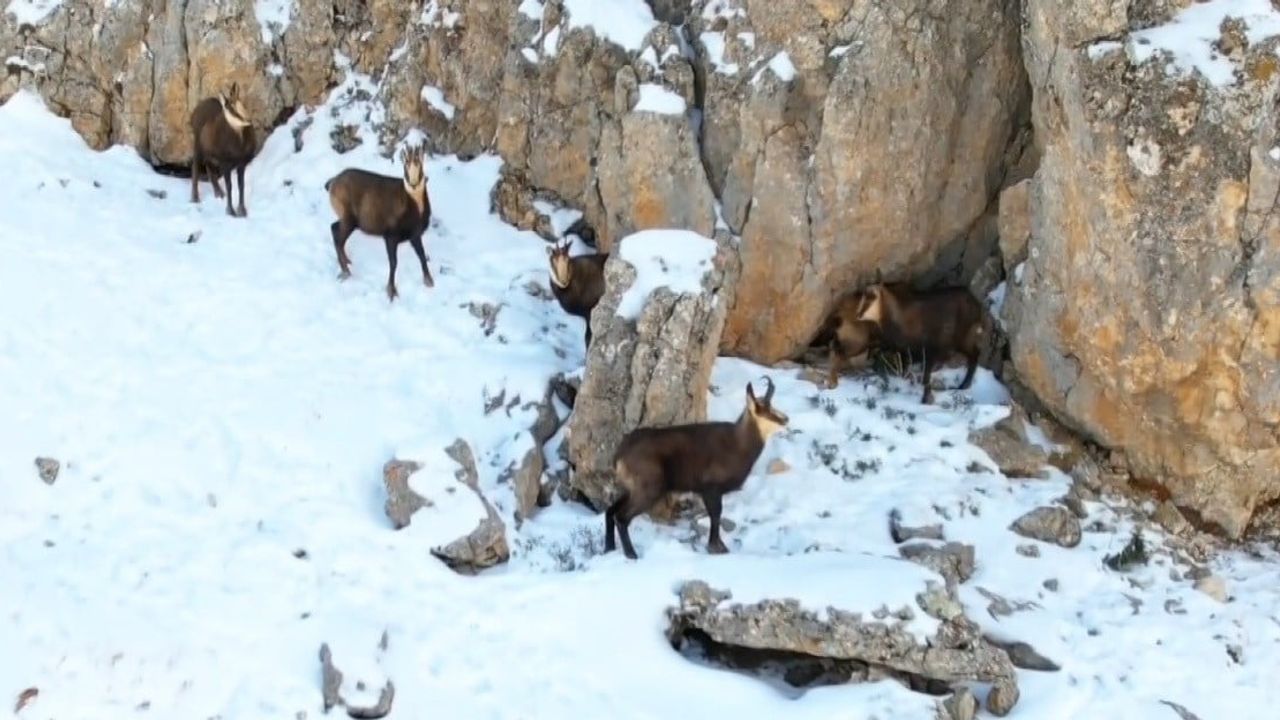 Munzur Dağları'nın Beyaz Zirvesinde Şamualar Görüntülendi