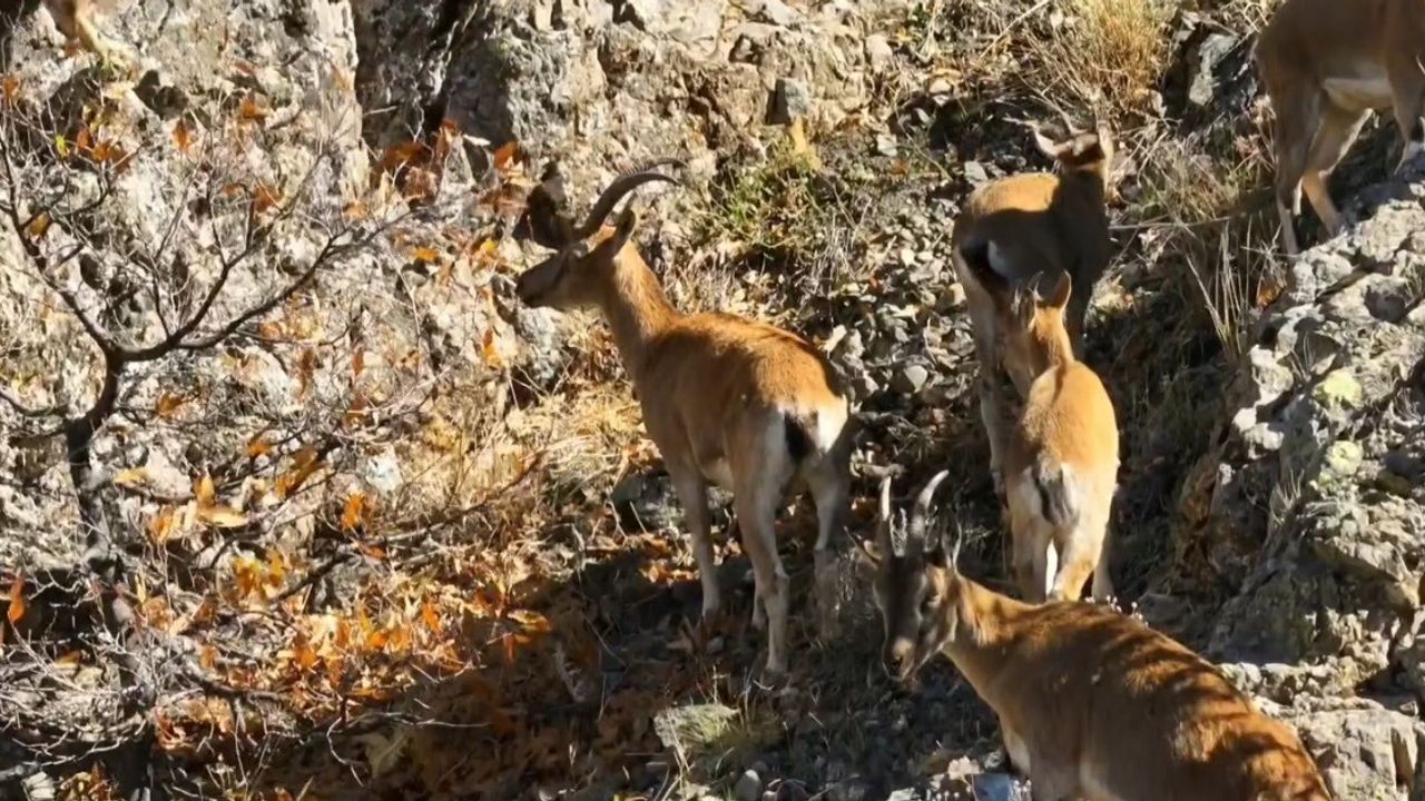 Munzur’un kayalıklarında drone ile görüntülenen yaban keçileri