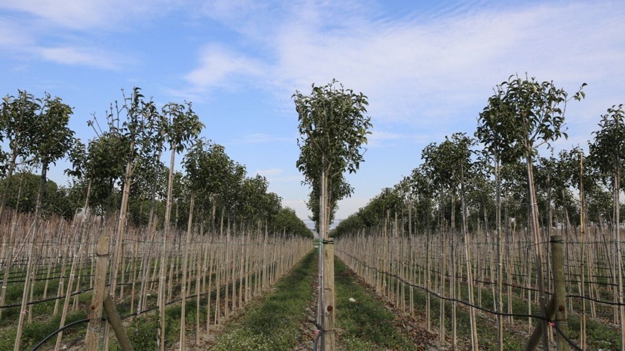 Muradiye Fidanlığı 2025'te 4 milyon 200 bin fidan üretti