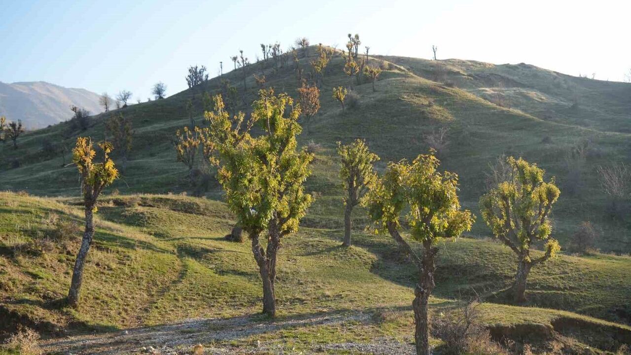 Muş Hasköy’de meşeler kış ortasında yeniden yapraklandı