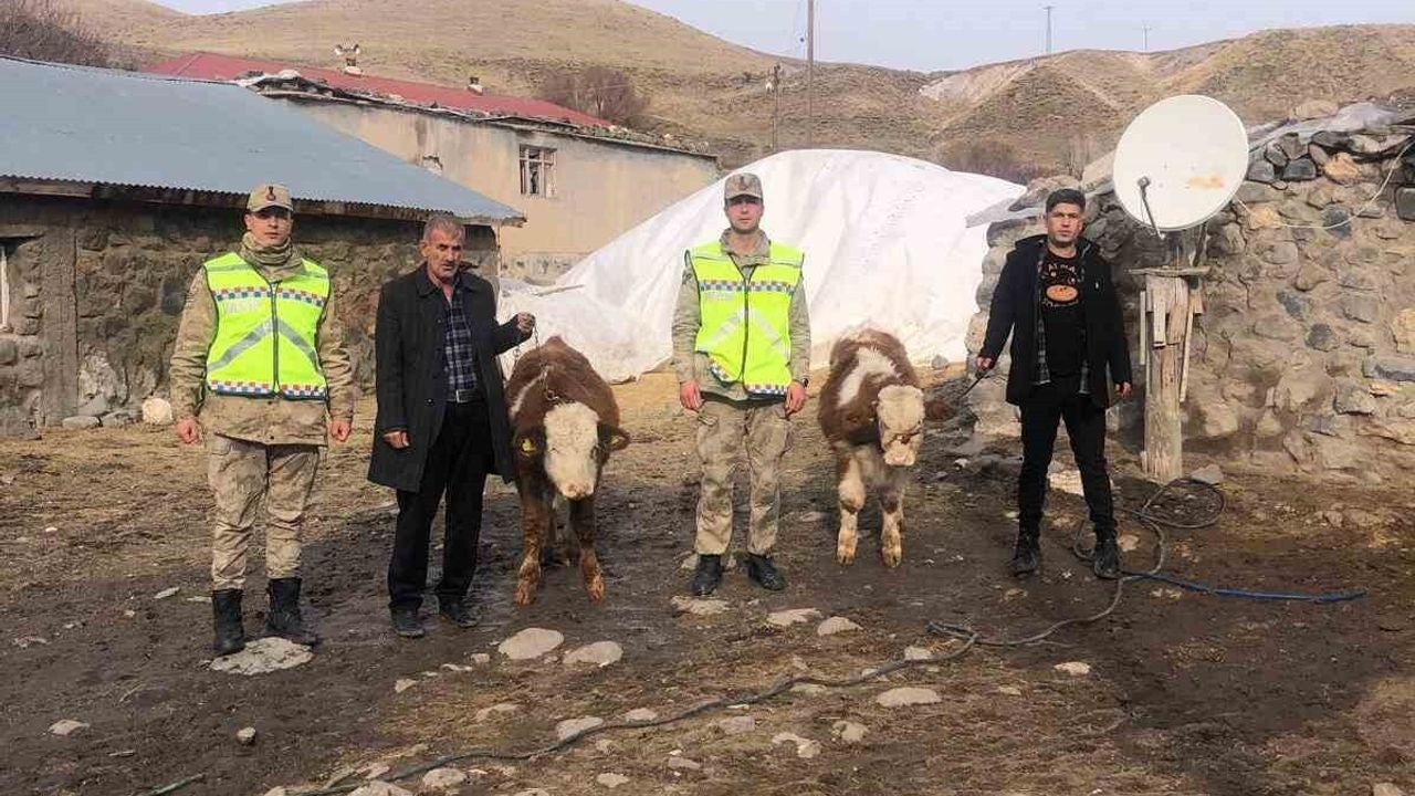 Muş’ta çalınan 2 büyükbaş jandarma operasyonuyla bulundu