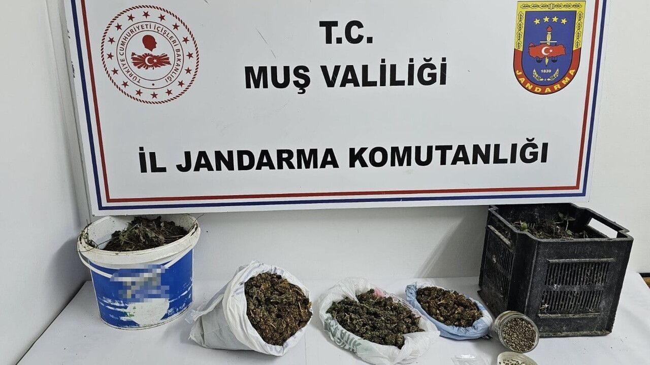 Muş'ta jandarma operasyonunda kubar esrar ve kenevir ele geçirildi