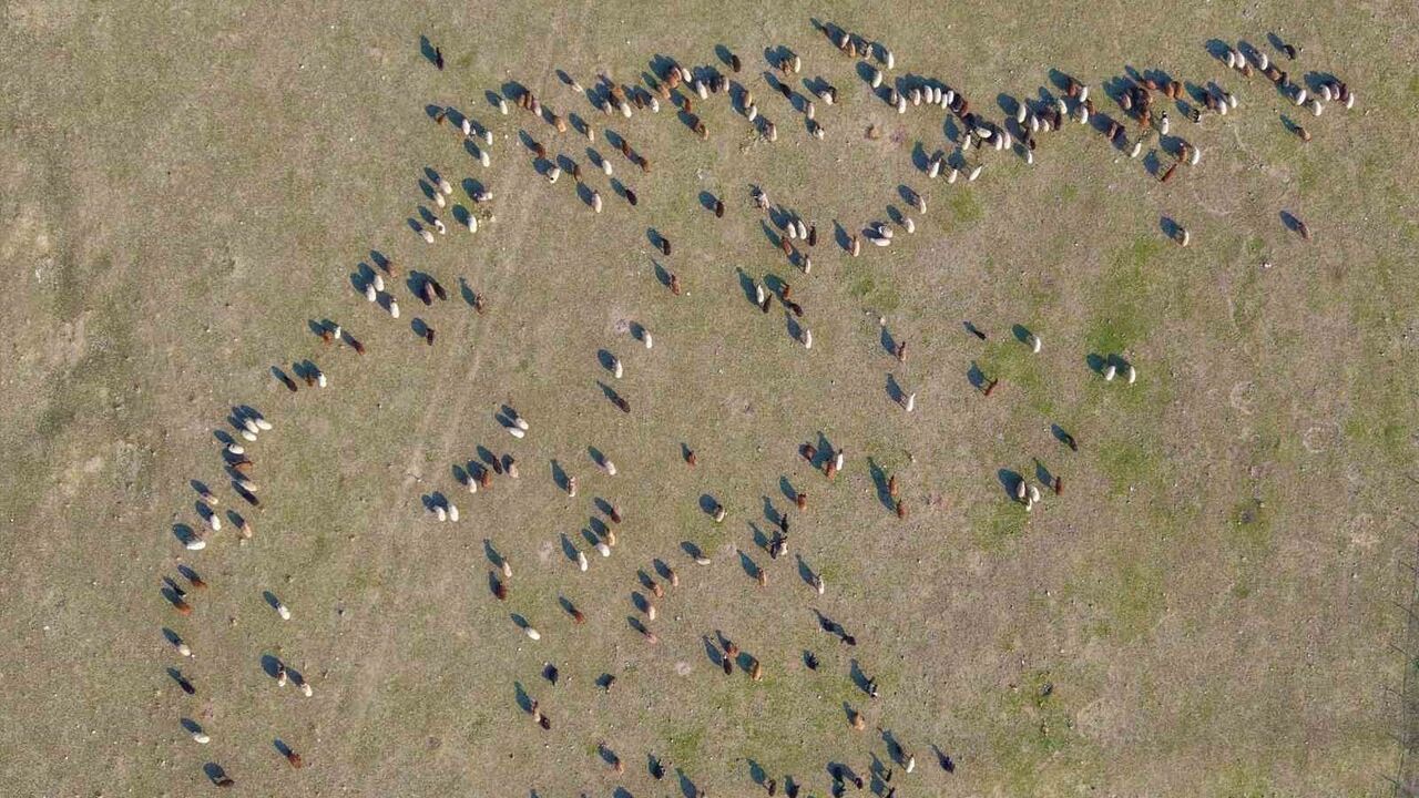 Muş'ta kar gecikmesi besicilere yem tasarrufu sağladı