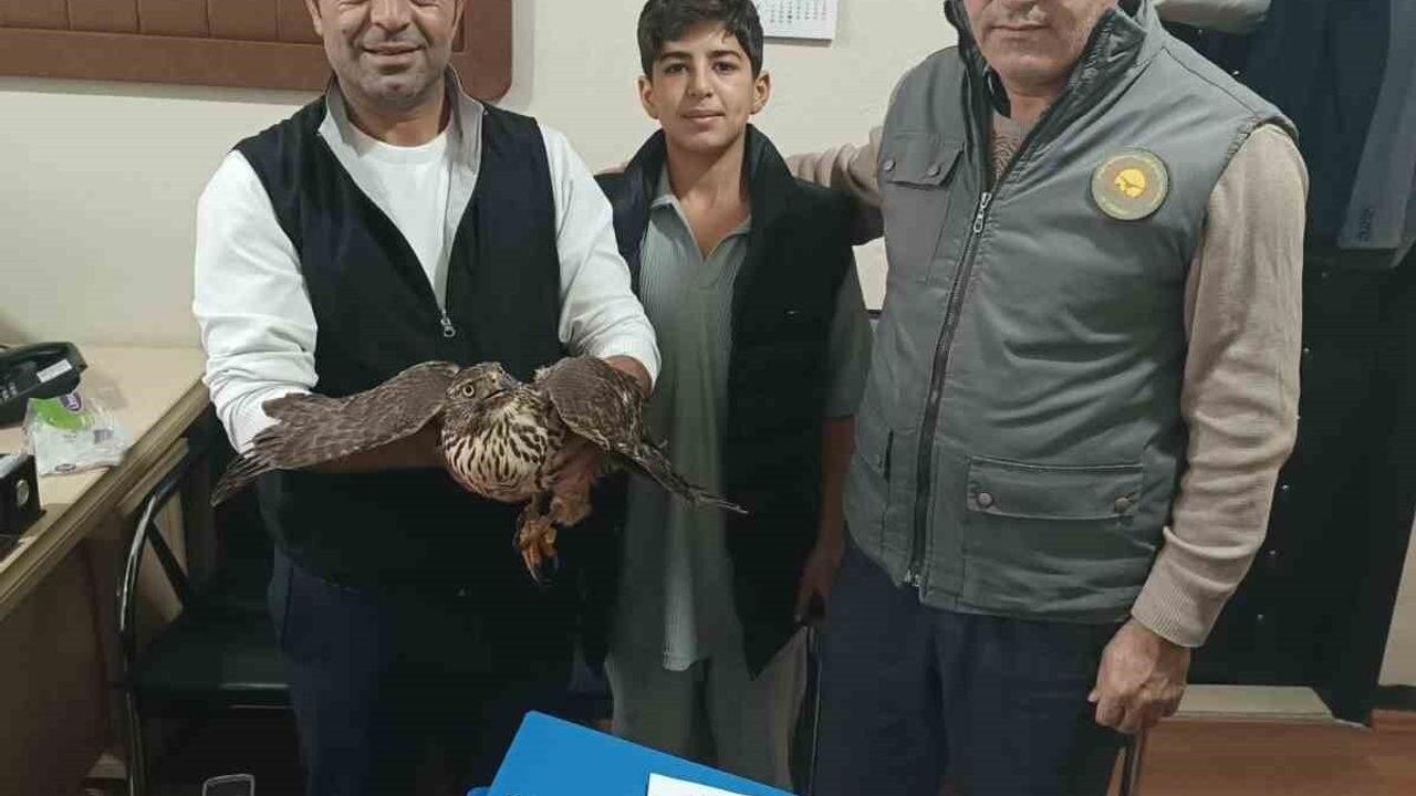 Muş’ta Yaralı Şahin DKMP’ye Teslim Edildi