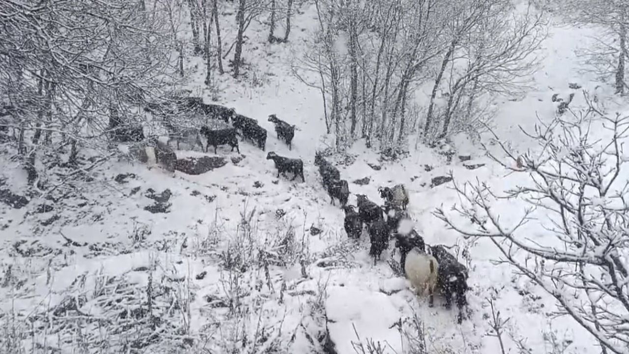 Muş’un yüksek rakımlı köylerinde kar besicileri zorladı