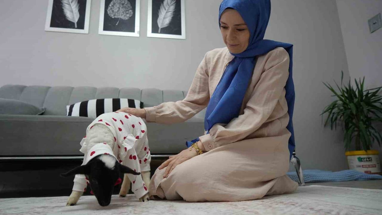 Nagihan Ürer, Annesiz Kuzuyu Evinde 'Bebek' Gibi Besliyor