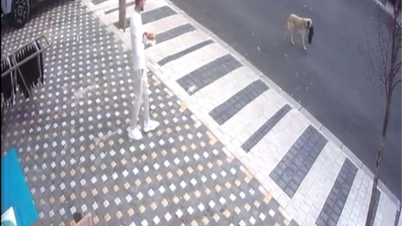 Nevşehir'de havlu çalan köpek poğaçayla havluyu geri verdi