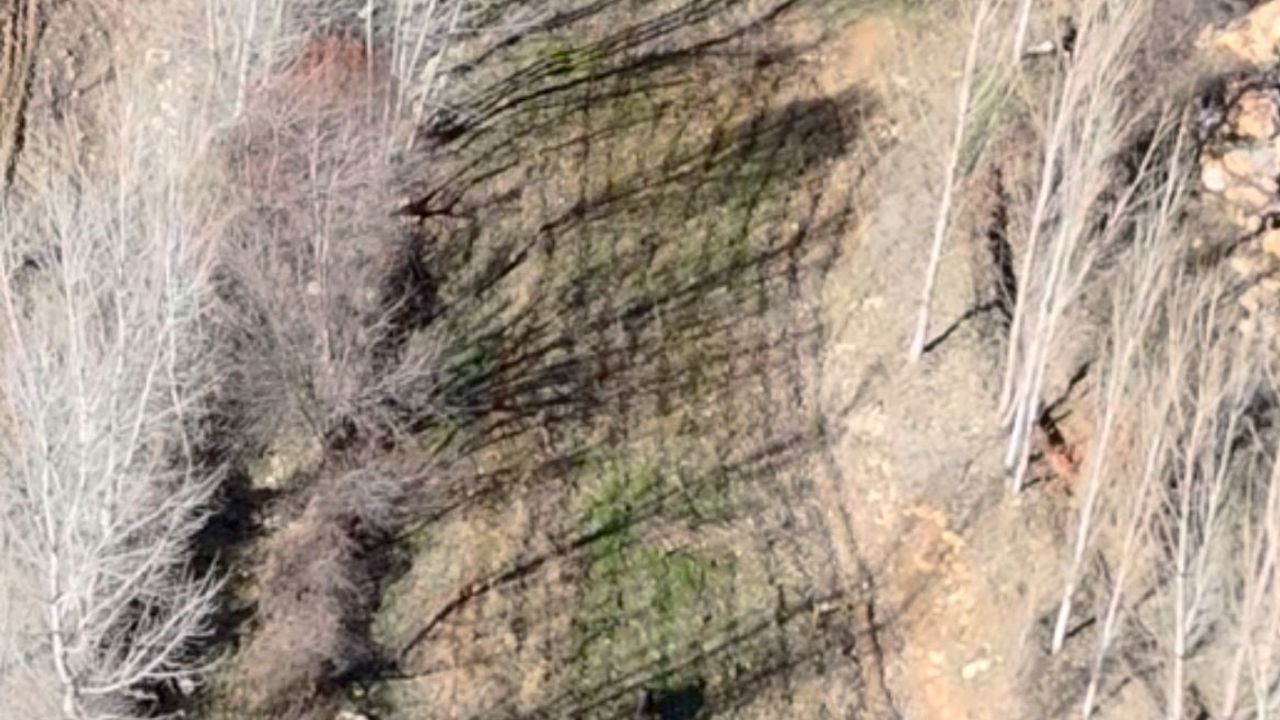 Nurhak’ta sürek avı ile yaban domuzlarına karşı önlem alındı