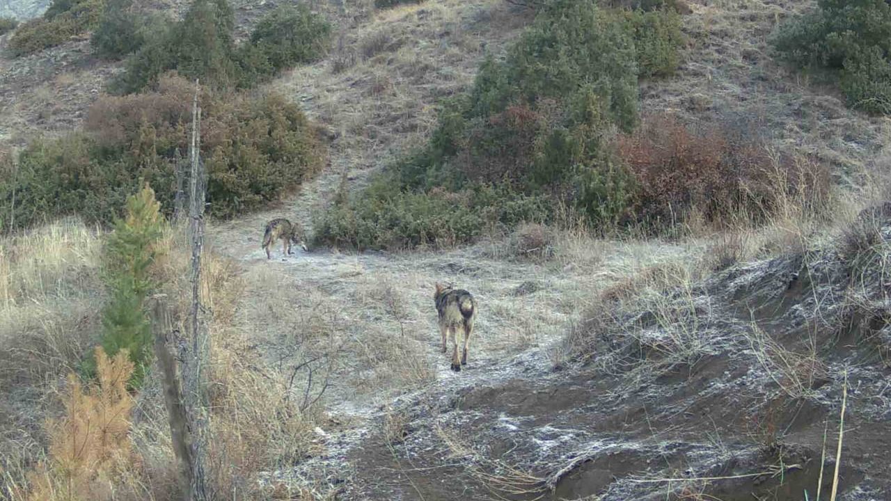 Oltu'da fotokapanlarla yaban hayatı kayıt altına alındı