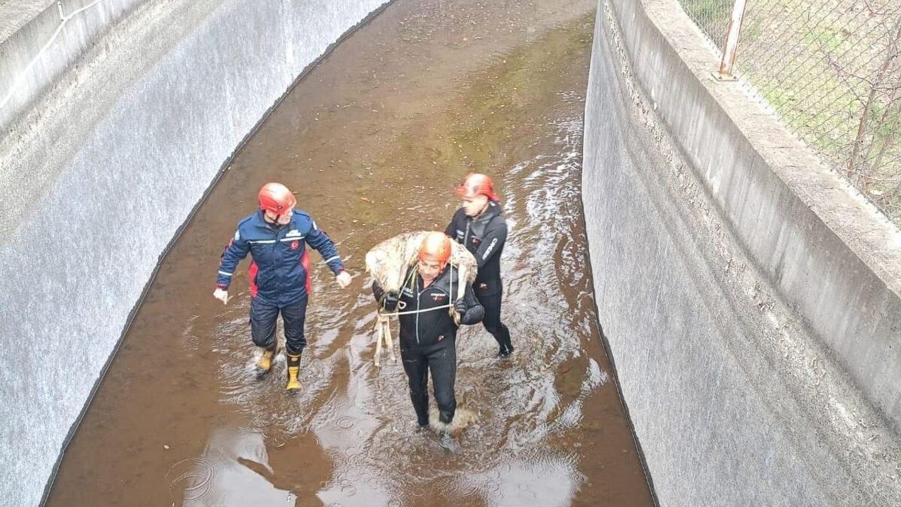 Ordu Akkuş'ta Su Kanalına Düşen Karaca İtfaiye Ekiplerince Kurtarıldı