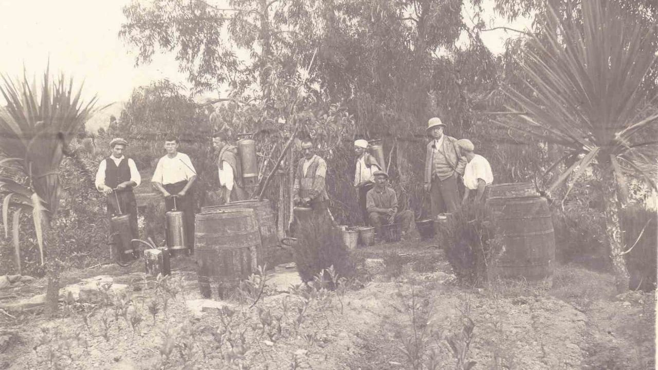 Ortaya Çıkan Arşiv Rize Çayının Tarihini Geriye Taşıdı