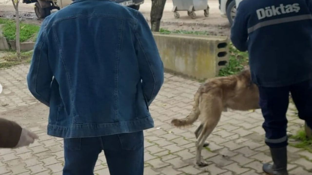 Osmaneli’de evcil hayvanlar mikroçiple kayıt altına alınıyor