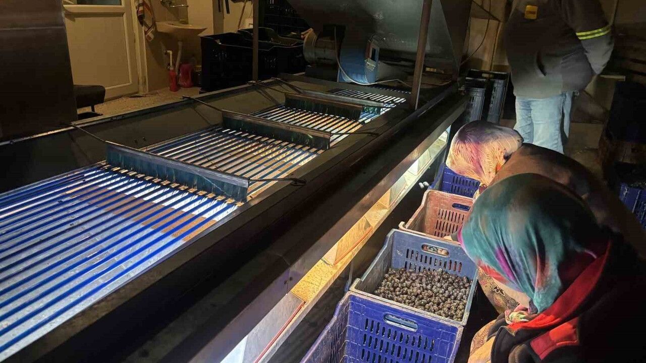 Osmaneli'nde zeytin hasadı sona erdi: Verim düştü, yağlık azaldı