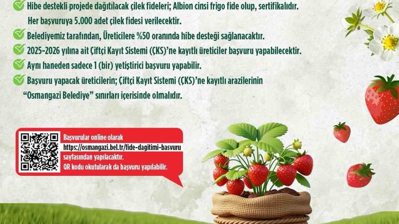 Osmangazi'den çiftçilere yüzde 50 hibeli çilek fidesi desteği