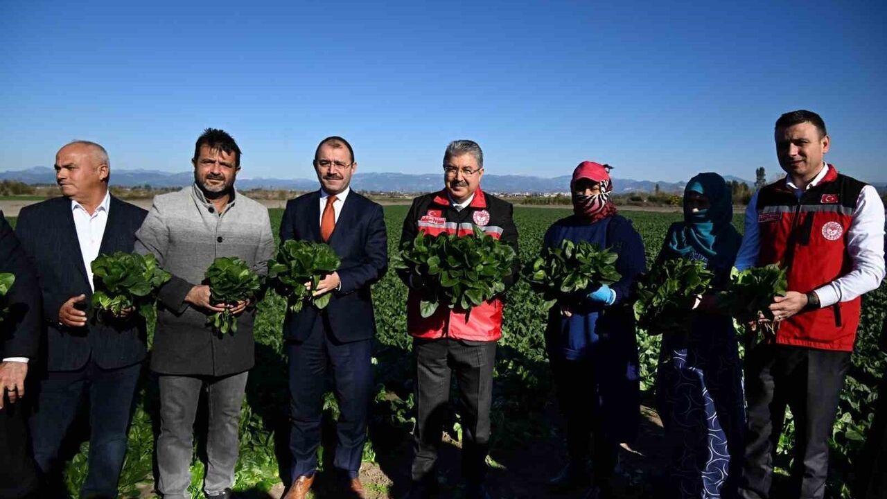 Osmaniye'de ıspanak hasadı başladı