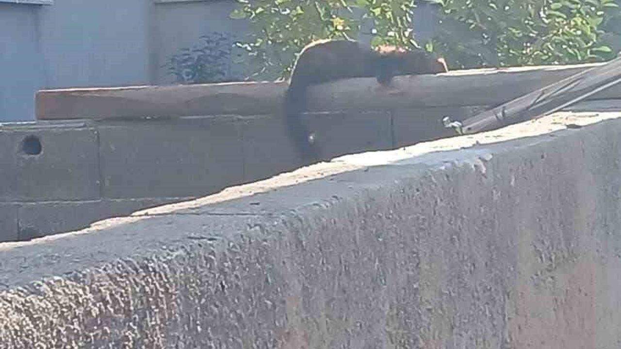 Osmaniye'de nadir misafir: Sansar şehir merkezinde duvarda güneşlendi