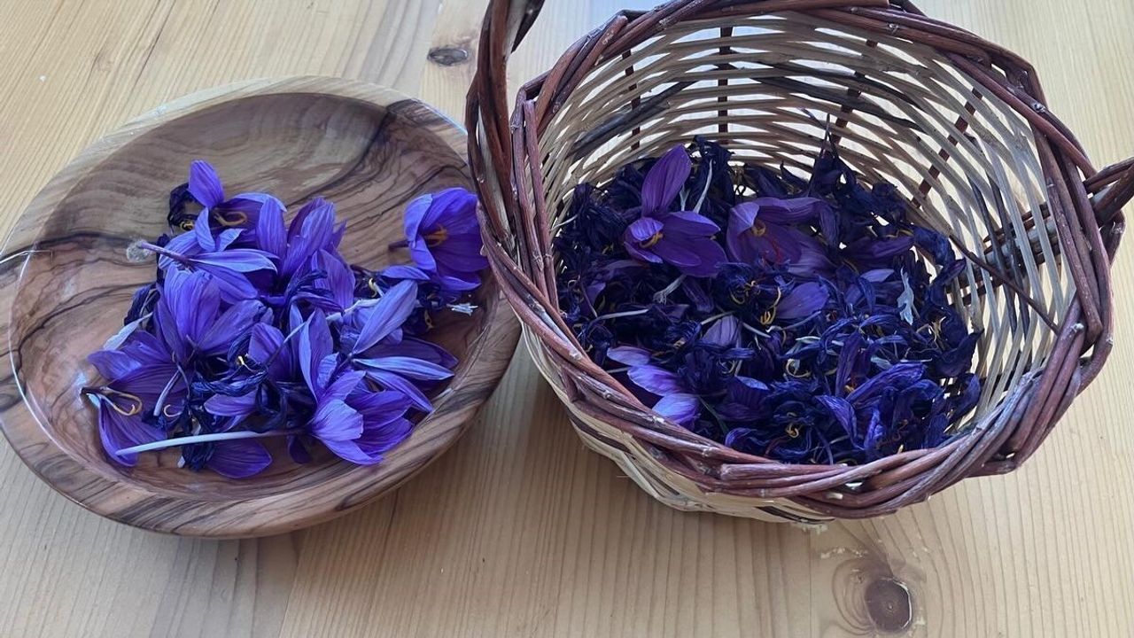 Osmaniye'de safran üretimi artıyor