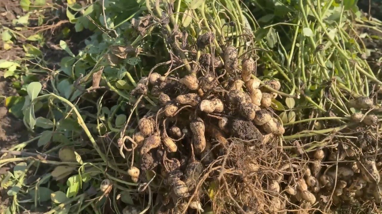 Osmaniye yer fıstığı yaprakları balyalanıp hayvan yemi oluyor