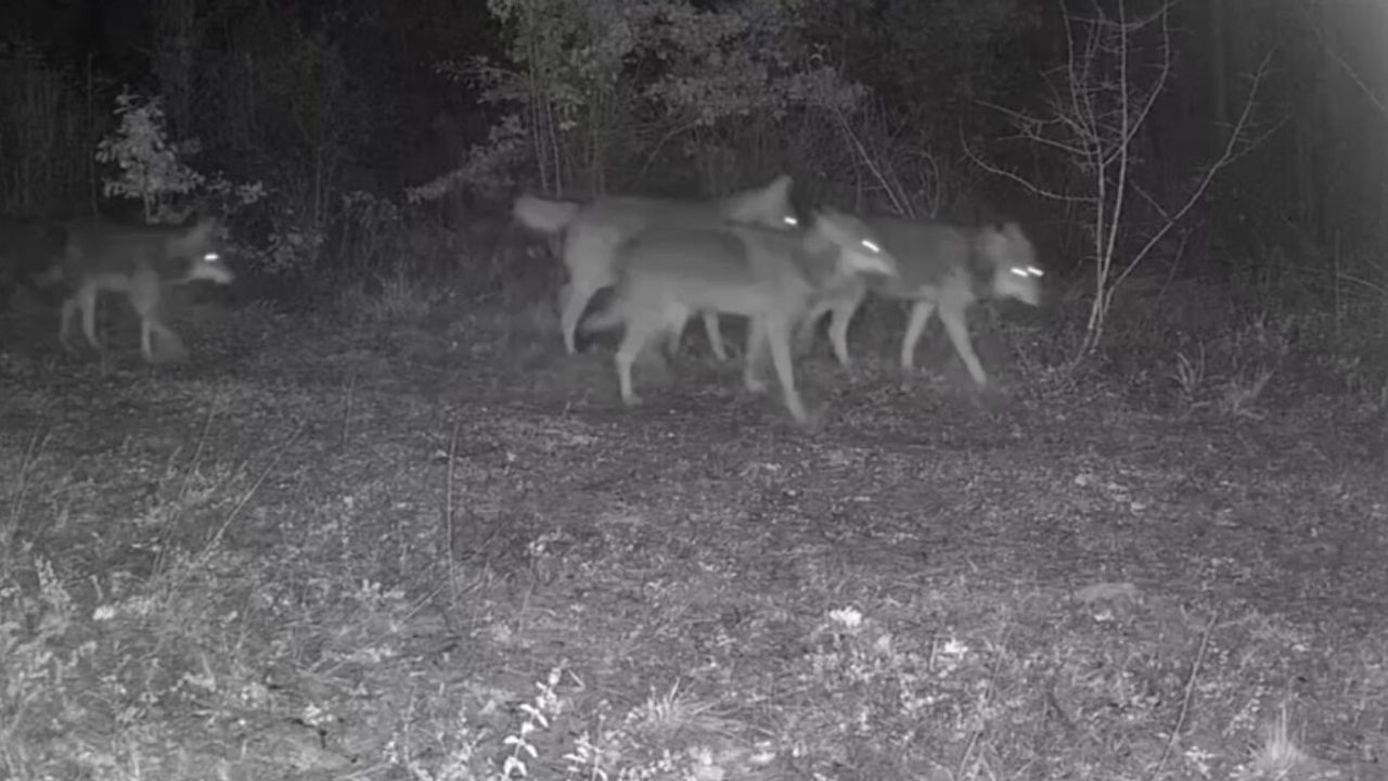 Ovacık’ta fotokapan kurt sürüsü ve yaban domuzlarını görüntüledi