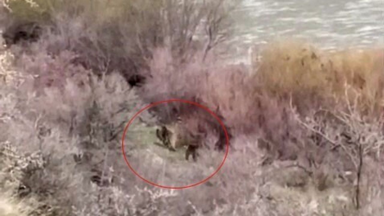 Palu'da Murat Nehri kıyısında anne ayı ve yavrusu balıkçıyla karşılaştı