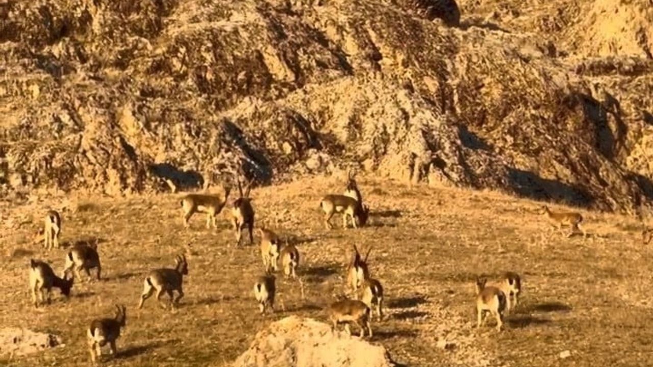 Palu Kalesi'nde Sürü Halinde Dağ Keçileri Görüldü