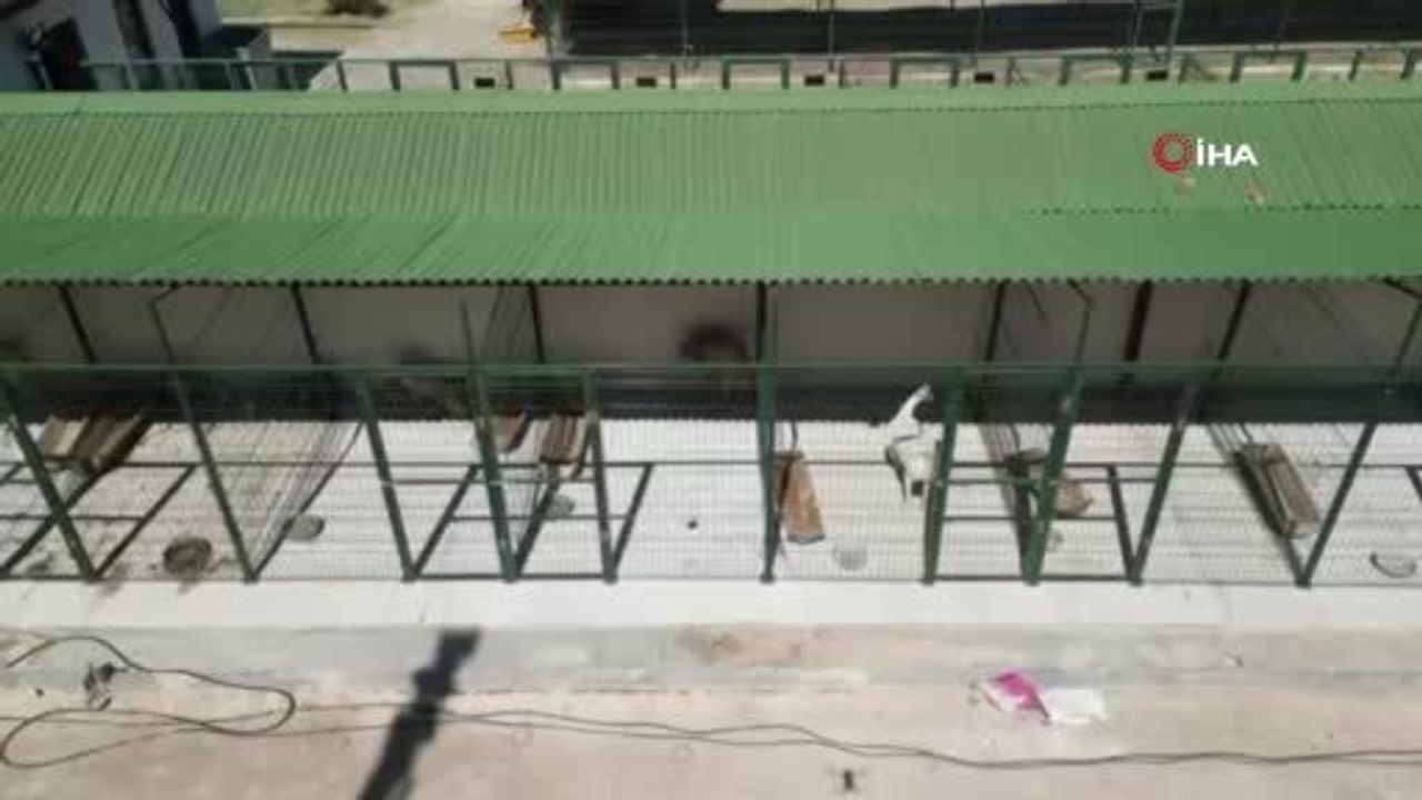 Parçalı kırık ayağı ameliyatlanan köpek 'Şans' eski sağlığına kavuştu