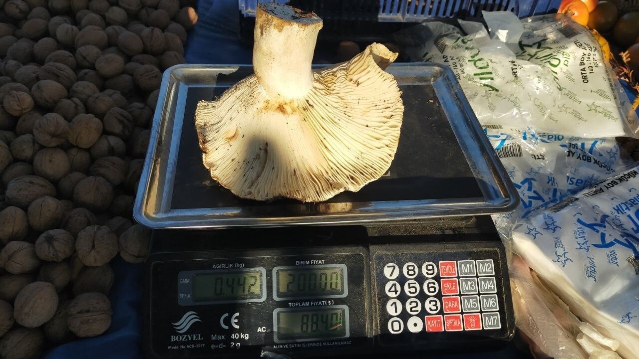 Paşa Yaylası'ndan Toplanan Dev Mantarlar Pazarda İlgi Çekti