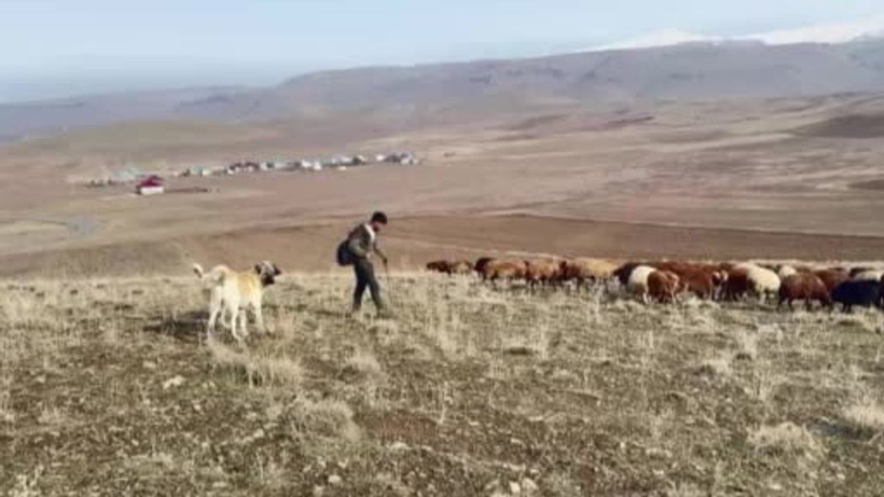 Patnos’ta kar yağmaması küçükbaş üreticilerini rahatlattı