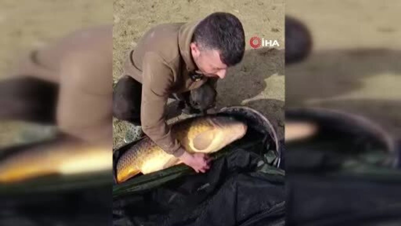 Pelitozu Göleti'nde 21,5 kg sazan 'Yakala ve Bırak' ile suya geri bırakıldı