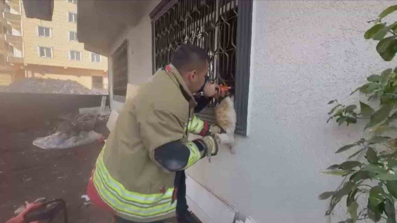 Pencere korkuluğuna sıkışan kedi itfaiye tarafından kurtarıldı