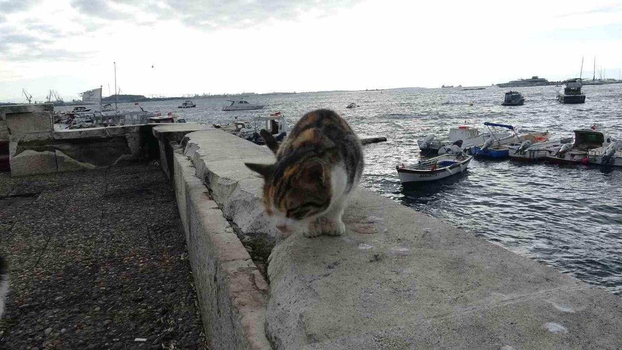 Pendik'te kediye tekme atıp denize fırlatma görüntüleri tepkileri artırdı