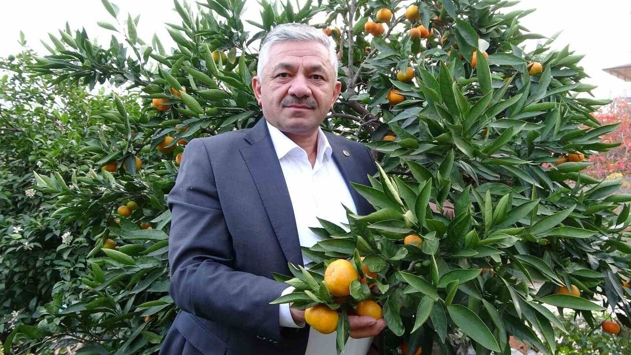 Perşembe'de narenciye hasadı başladı: 80 ton mandalina, 40 ton portakal, 20 ton limon