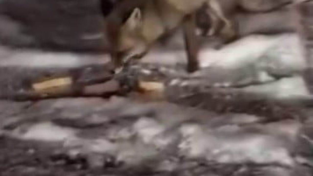 Posof'ta bir vatandaş elinden 2 tilkiyi besledi