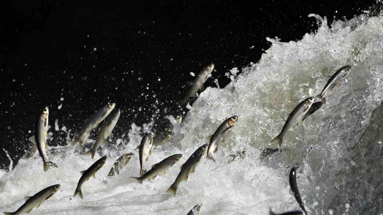 Prof. Dr. Alaeddinoğlu: İnci kefalinin nesli ciddi tehdit altında