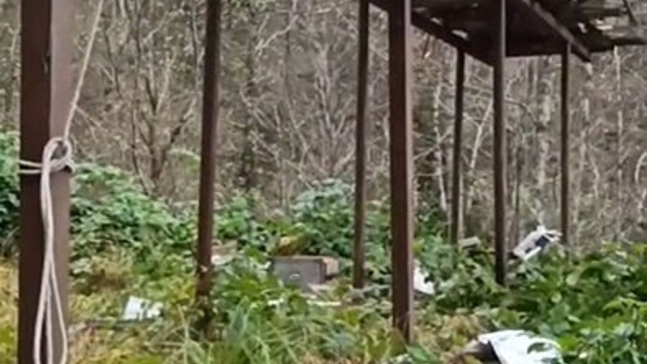 Rize'de ayılar demir profilli tezgâhı parçalayarak kovanlara saldırdı