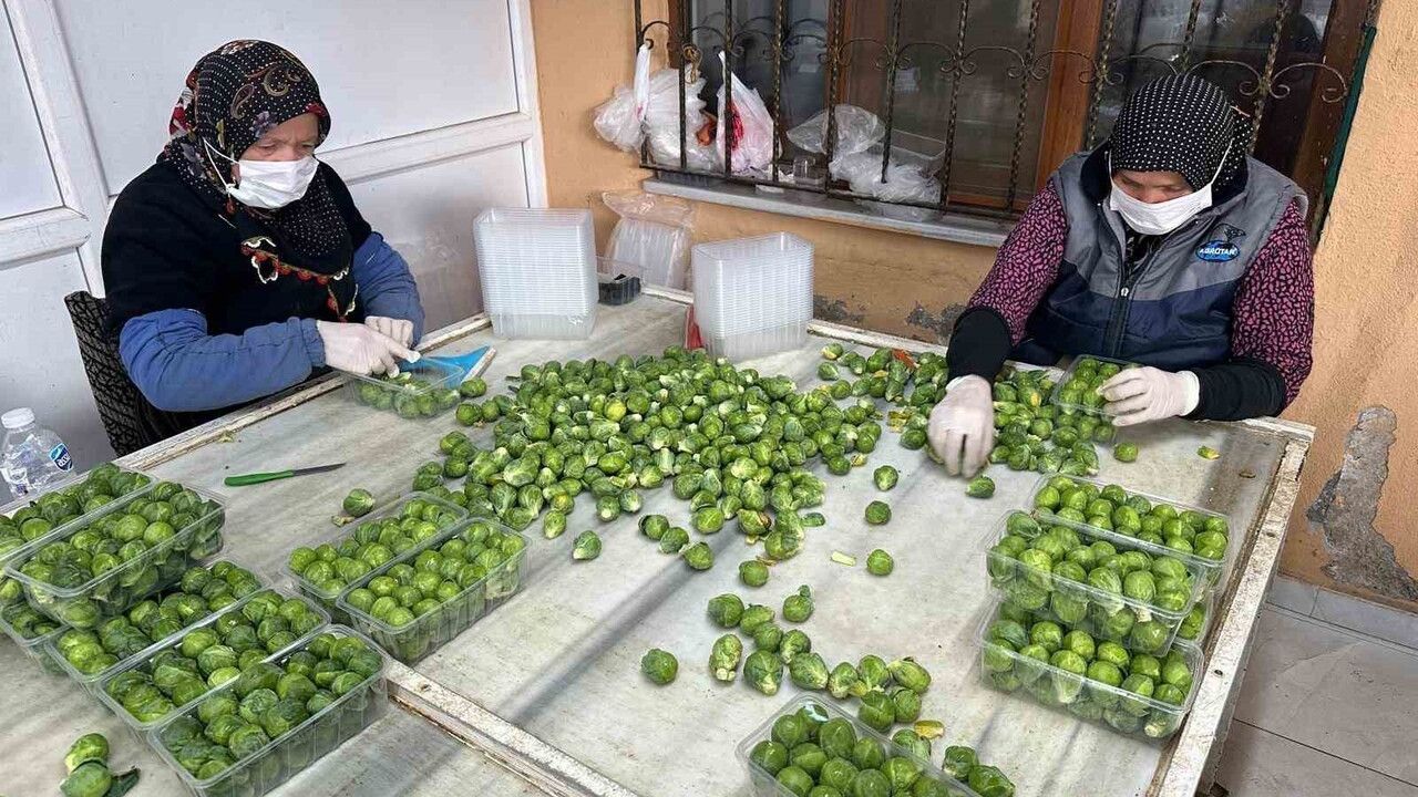 Rusya ve Hollanda Brüksel lahanasını İznik’ten alıyor