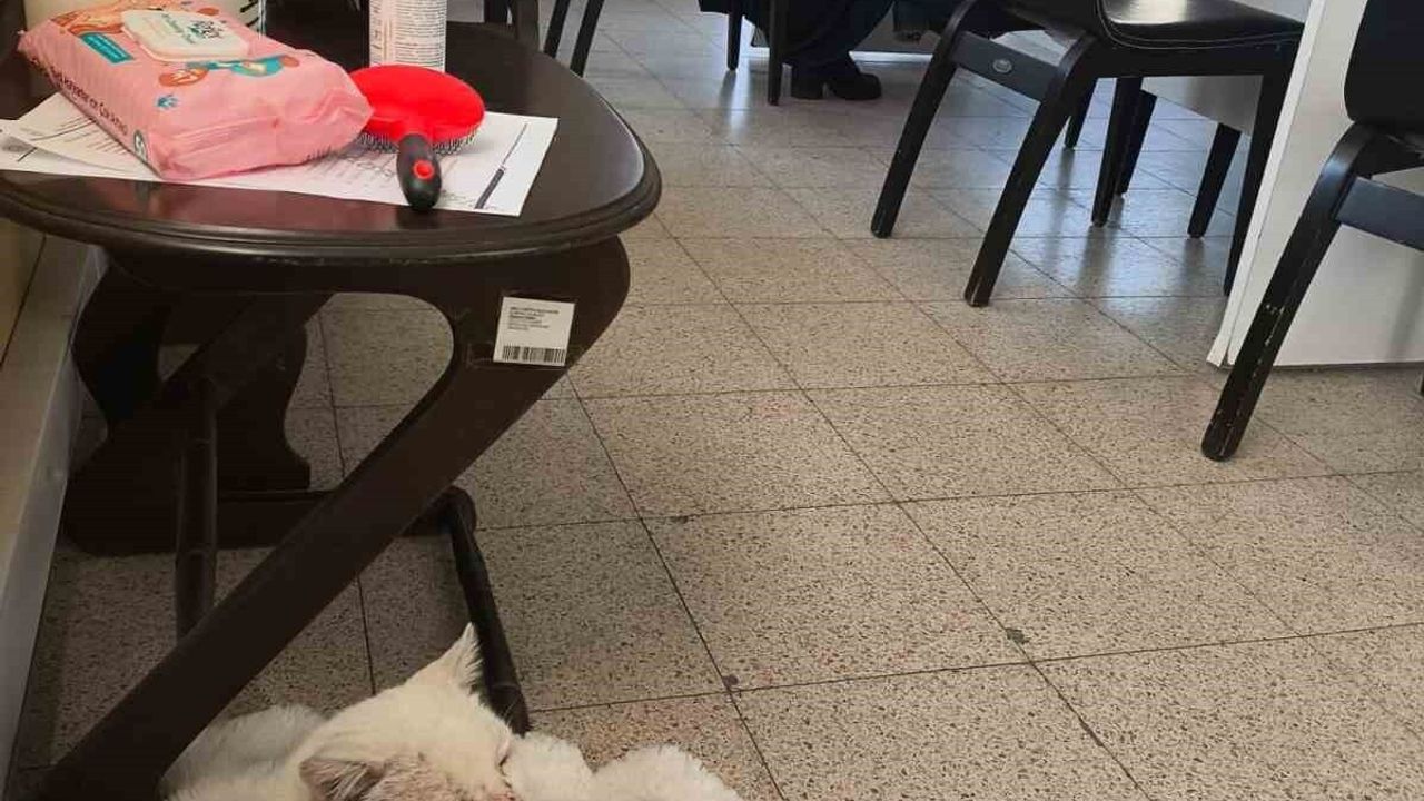 Saffet Şeker İlkokulu, mahalle kedisi 'Şeker'i sahiplenip projeye dönüştürdü