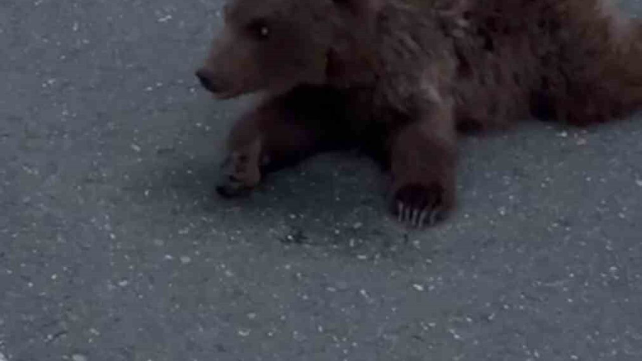 Safranbolu Beştepeler'de yaralı yavru ayı DKMP ekiplerine teslim edildi