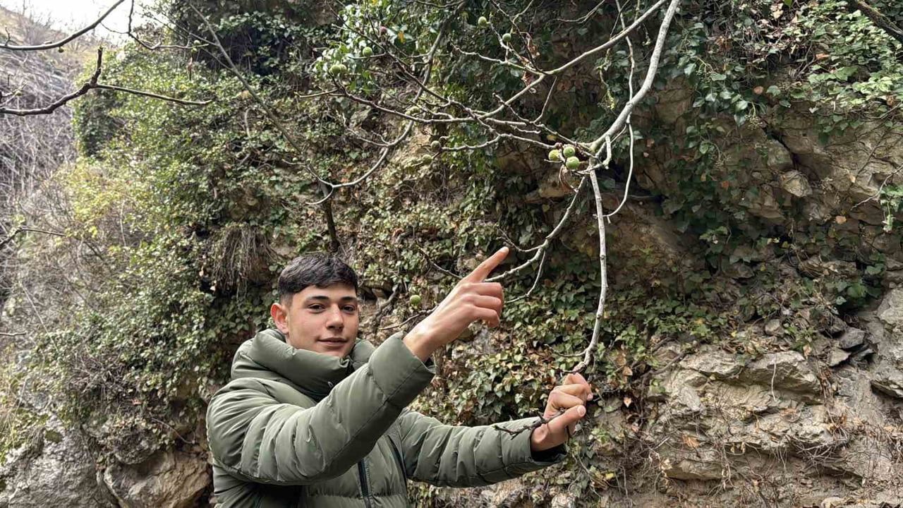 Safranbolu'da Aralık ayında yapraksız incir ağacı meyve verdi