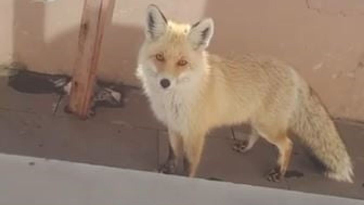 Sahara Geçidi'nde Karayolları Bakım Evine Tilki Ziyareti